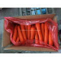 Zanahoria Shandong Fresca